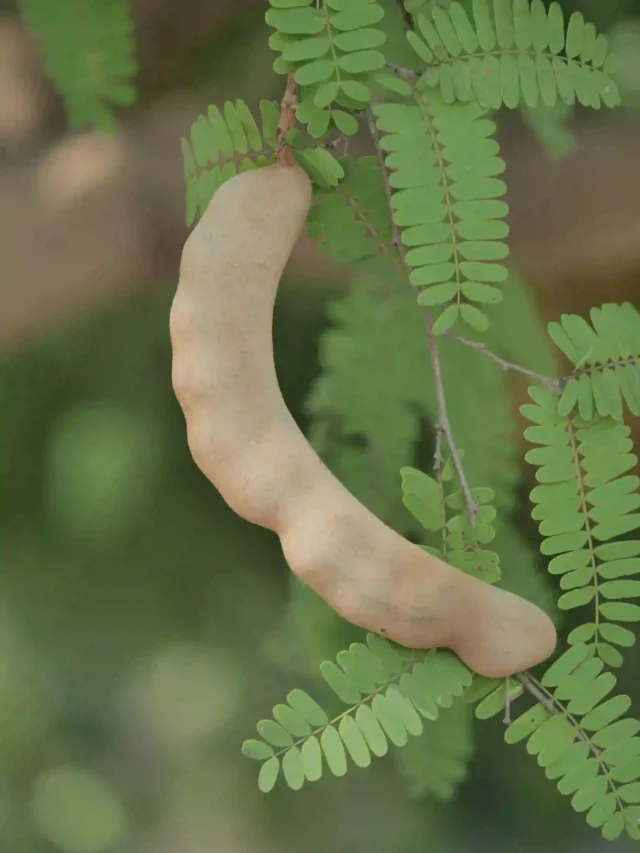 Health Benefits of Tamarind